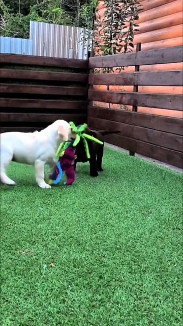 ⚜️DIONIS PRIDE⚜️ Самые сладкие малыши!!🐶🤗