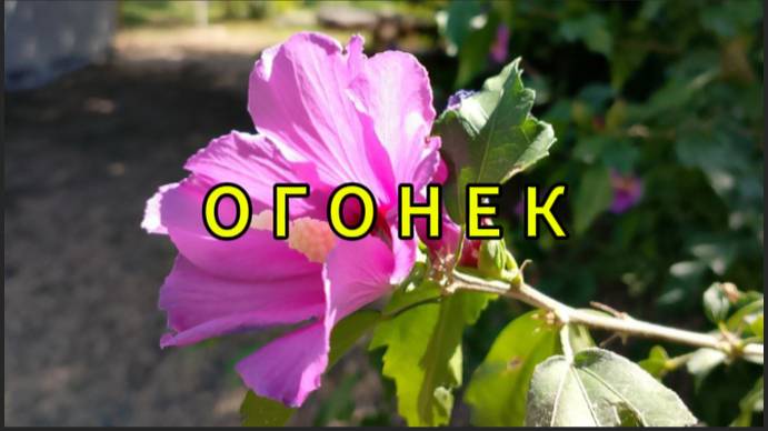 Огонек смотреть онлайн
