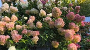 Мои метельчатые гортензии.Какой уход.