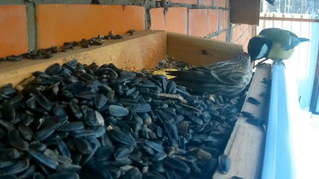 обед у птичек смотреть онлайн