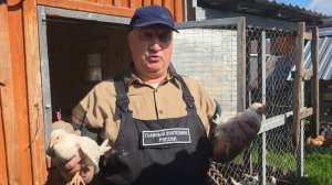 КАК ПРОСТО ОПРЕДЕЛИТЬ ПОЛ ЦЫПЛЯТ! 17.09.2025 ГОД.