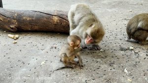 Сакура ПЛАЧЕТ, а мать ее ОТТАЛКИВАЕТ! Что случилось с Милой Сан? Бабушке пришлось вмешаться!