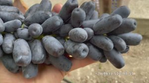 Виноград Аватар  16.09.25 год, Новороссийск.