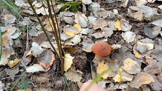 Прогулялся по грибы.