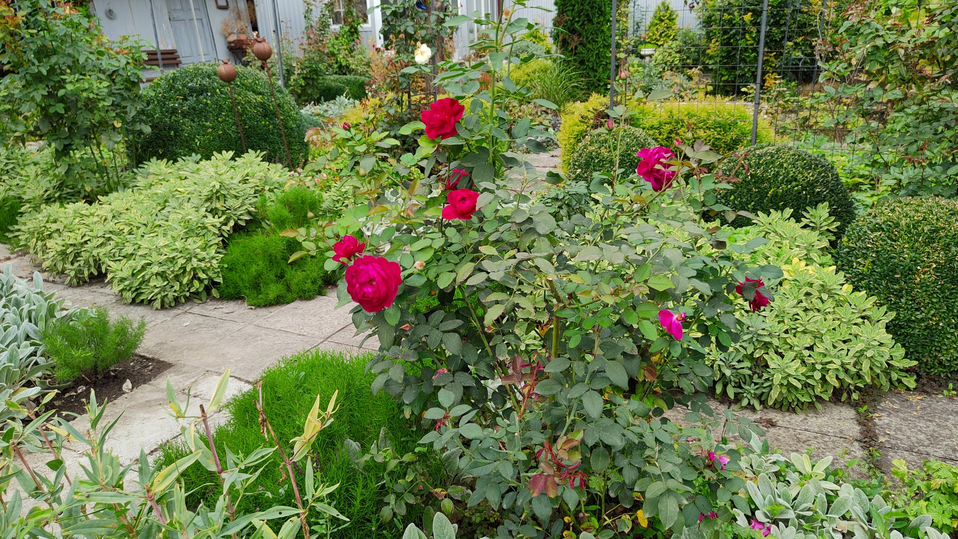 Про обрезку роз и не только. Как подготовить розы к зиме. Прогулка по южному саду 17.09.2025 г. смотреть онлайн