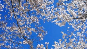 Очень красивое чтение Корана عبدالله الموسي