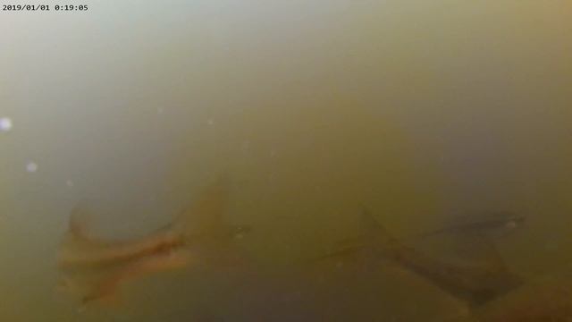 ПОДВОДНЫЙ ТАНЕЦ смотреть онлайн