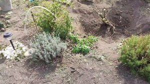 Осенние заботы. Шиповника как и не было. Жизнь на пенсии.