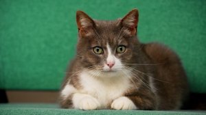 СберСити, СберУтро, СберКот...