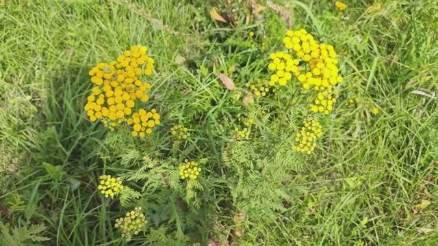 Игрушки и МК Наталии Лапшонковой