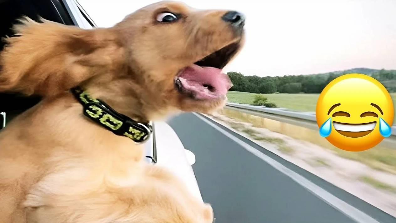 ЛУЧШИЕ ПРИКОЛЫ 2025 СМЕШНЫЕ ЖИВОТНЫЕ, КОТЫ, КОТИКИ, САМОЕ СМЕШНОЕ ВИДЕО смотреть онлайн