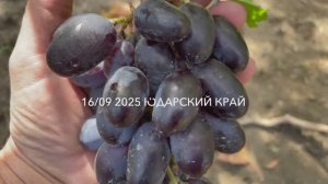 Виноград  Лара Загорулько В.В .17.09.25 год, Новороссийск.