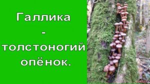 Галлика - толстоногий опенок.