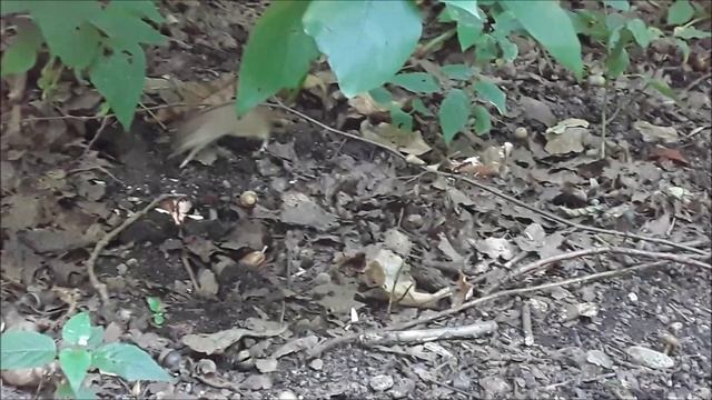 Как выглядит мышь полевка смотреть онлайн