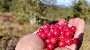 Поход в тайгу | Сбор ягоды клоповка (красника) черника | Собираем грибы Остров Сахалин