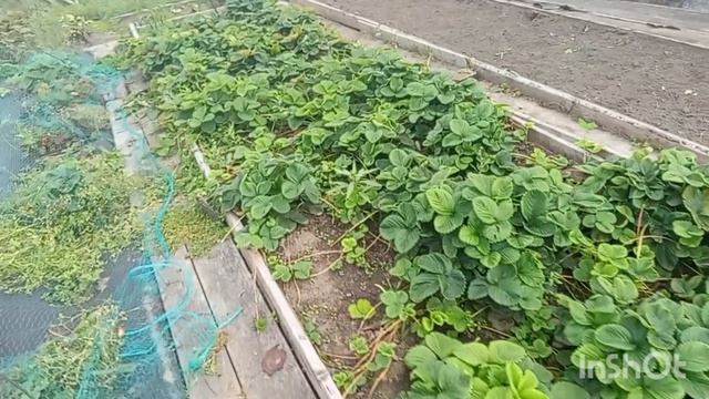 В лес за грибами,заготовки продолжаются. смотреть онлайн