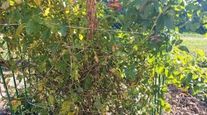 1000143840.mp4Жизнь через увлечение