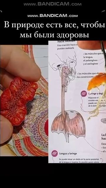 Природа нам подсказывает как быть здоровым смотреть онлайн