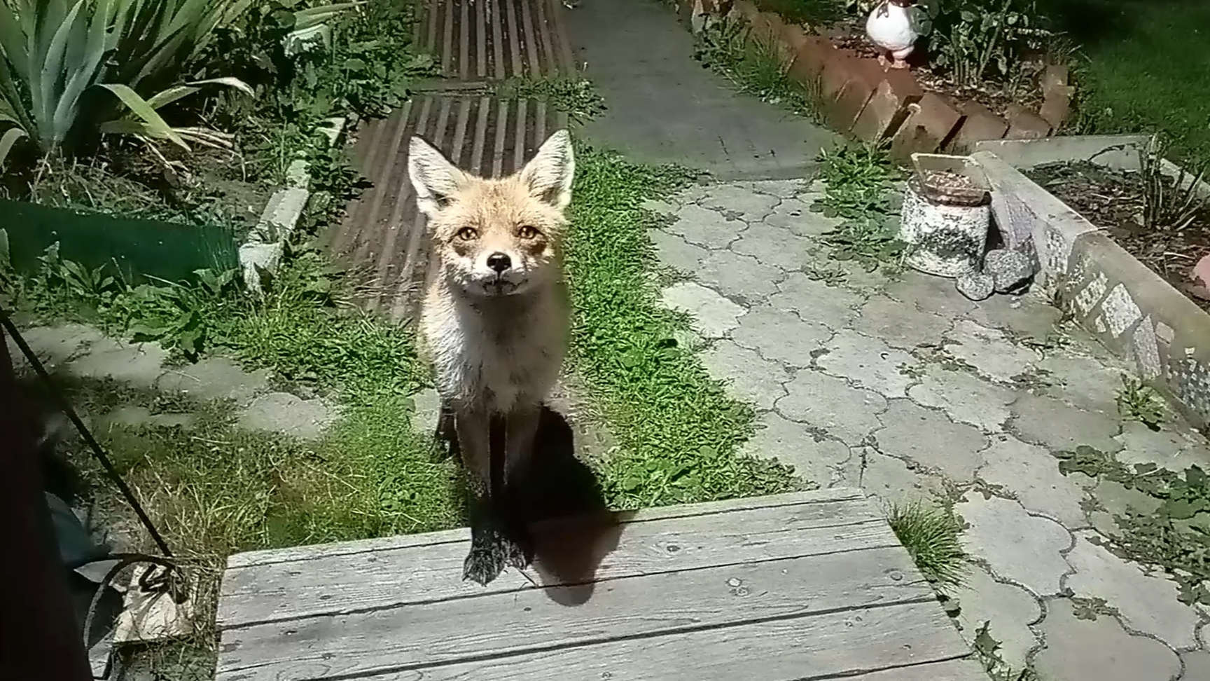 (1115) Лиса приходит в гости. Сентябрь 2025 смотреть онлайн