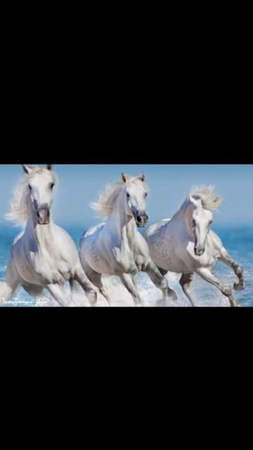 Кайф для шляйх каналов🫶🏻