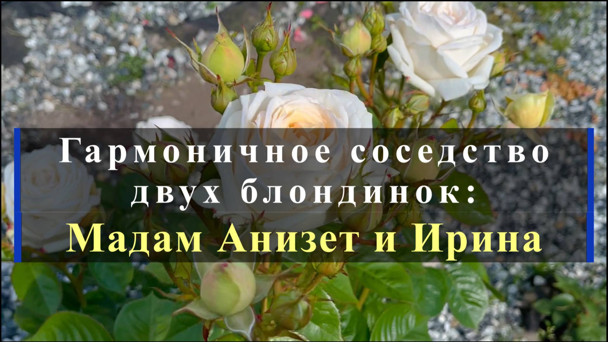 Гармоничное соседство двух блондинок: Мадам Анизет и Ирина смотреть онлайн