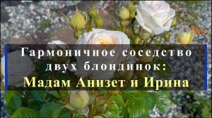Гармоничное соседство двух блондинок: Мадам Анизет и Ирина