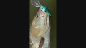 Мега Жерех на Мега Приманку !