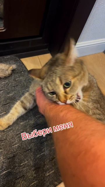выбери меня #рекомендации