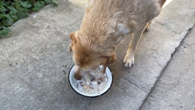 Когда я ем, я глух и нем