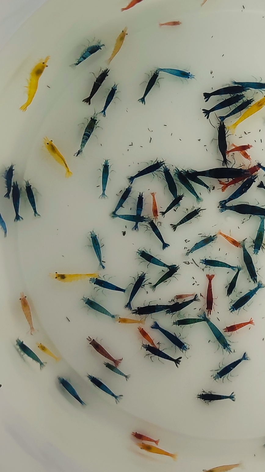 Аквариумные креветки "микс" смотреть онлайн