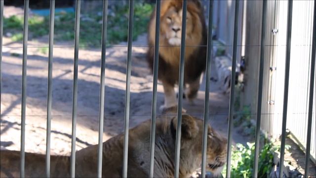 Львица заинтересовалась ребёнком и побежала смотреть на него 15.09.2025 смотреть онлайн