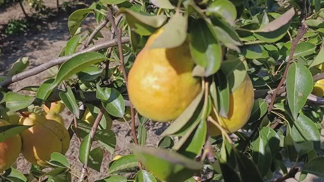 Вильямс летний (дюшес летний)