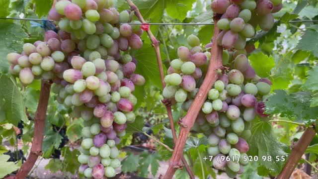 Виноград Алиса в стране чудес и Щелкунчик 16.09.25 год, Новороссийск.