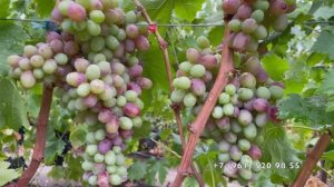 Виноград Алиса в стране чудес и Щелкунчик 16.09.25 год, Новороссийск.