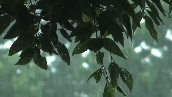 Звуки дождя. Белый шум. 5 часов приятной атмосферы для сна. Наслаждайтесь...)
