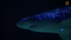 Мистические ловушки, найденные на дне Красного моря