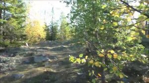 Сентябрь. Север. Красивый лес, грибы и прочее. 15.09.25.