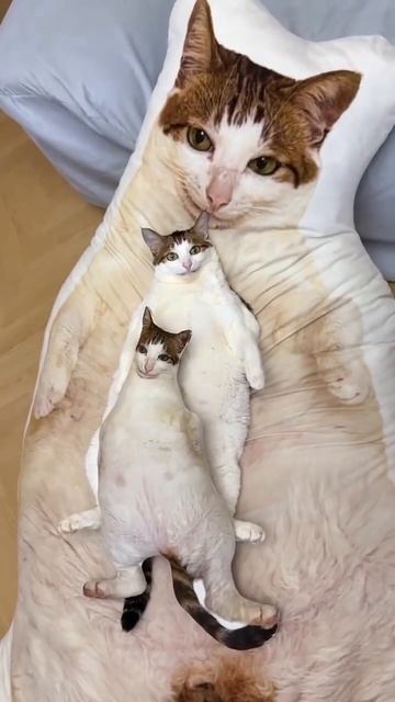 Хозяин, ты нормальный? 😁😁😁 смотреть онлайн