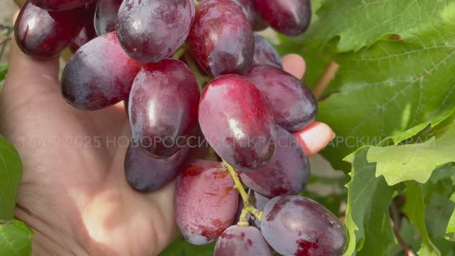 Виноград Императрица 16.09.25 год, Новороссийск смотреть онлайн