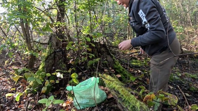 Съездила за опятами, прогулка по лесу. смотреть онлайн