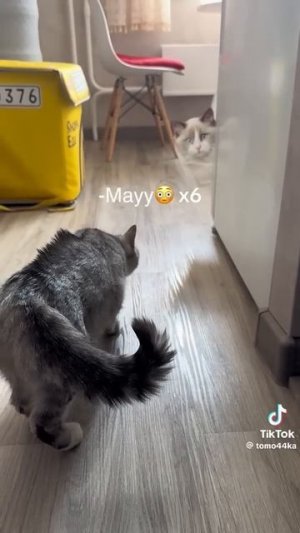 Пранк над котом 😅