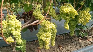 кишмиш Мелони (США) виноградник Король В. Н. г.Краснодар 8-918-62-41-307