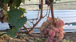 Виноград Каролина (Калугин В. М.) Виноградник Король В. Н. г.Краснодар 8-918-62-41-307