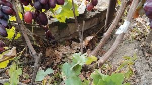 ПРИВИВКИ ПРОШЛОГО ГОДА 2025 Г КАЛУГИНА В.М.