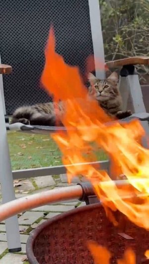 Кот любит смотреть на огонь 😁