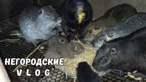 Осеннее профилактическое купание НУТРИЙ. 10.09.25