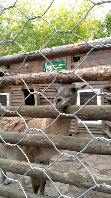 Иркутский зоосад