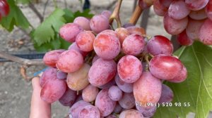 Виноград Андрей-53  16.09.25 год, Новороссийск