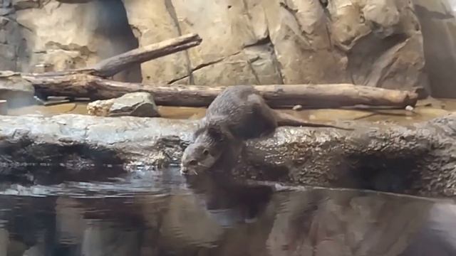 аквариум смотреть онлайн