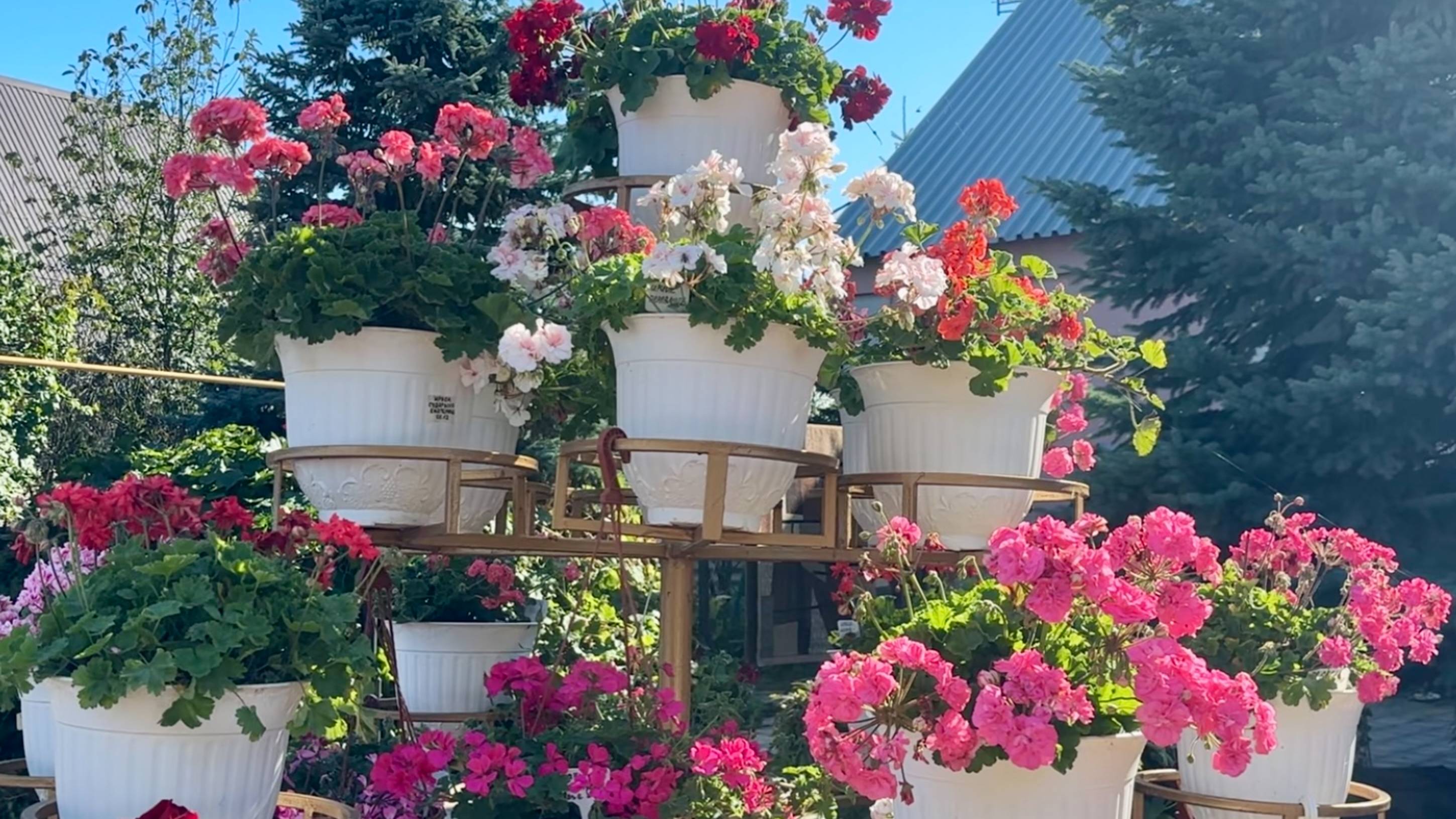 Обзор пеларгоний в саду - Каллиопы, Тосканы и другие. 17.09.2025 г. смотреть онлайн